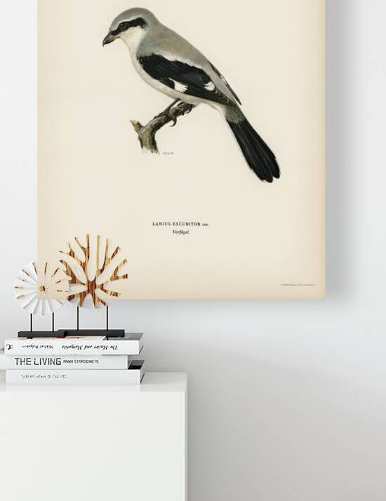 Great Grey Shrike Lanius excubitor by IStockHistory com