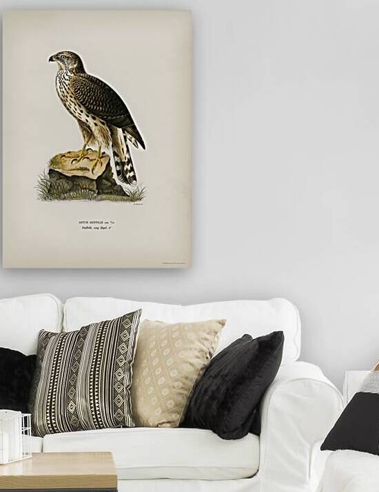 Goshawk Accipiter gentilis by IStockHistory com