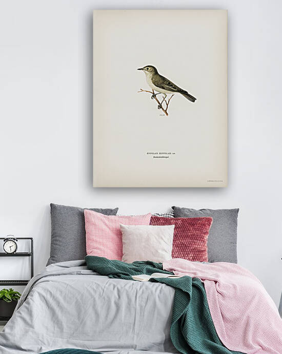 Tree warbler Hypolais hipolais by IStockHistory com