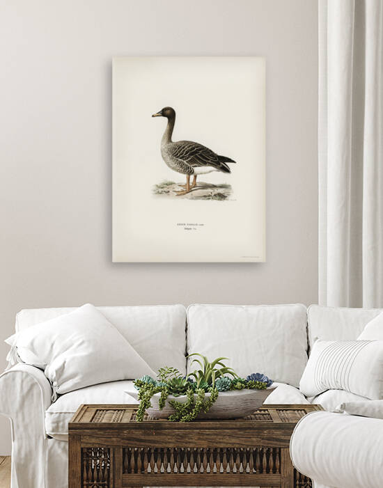 Greater Scaup Scaup female Nyroca marila by IStockHistory com