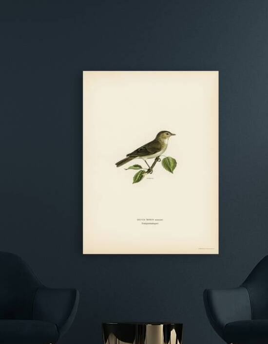 Garden warbler Sylvia borin by IStockHistory com