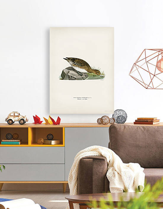 Eurasian wigeon female Anasmereca penelope by IStockHistory com