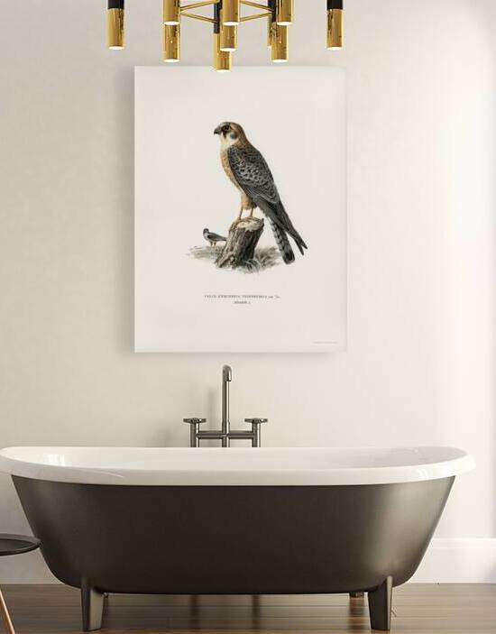 Eurasian wigeon female Anasmereca penelope by IStockHistory com