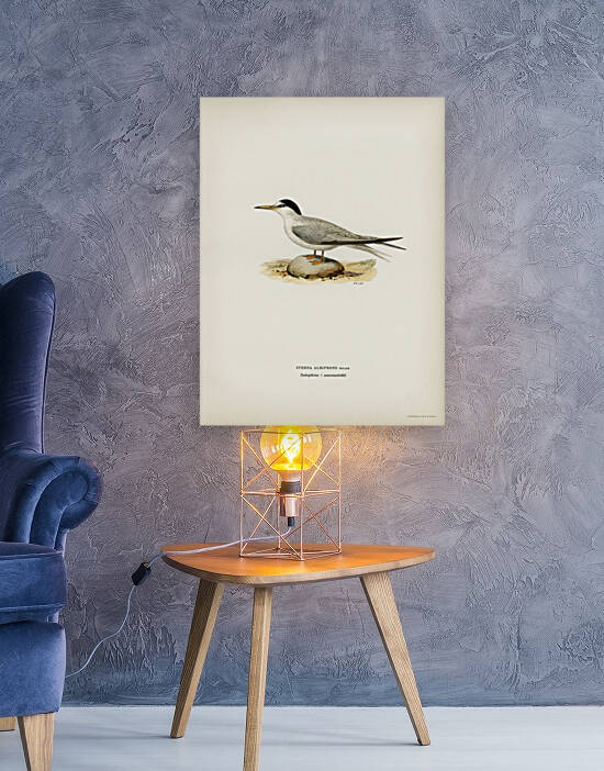 Little tern Sterna albifrons by IStockHistory com