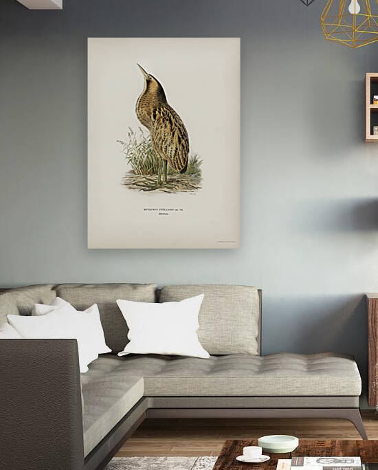 Bittern Botaurus stellaris by IStockHistory com