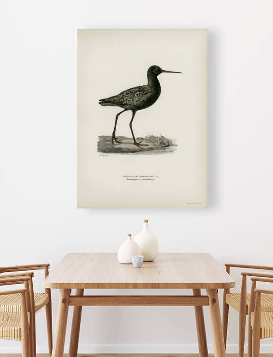 Spotted redshank Totanus erythropus by IStockHistory com