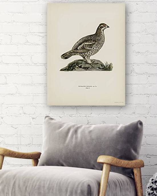 Hazel grouse Tetrastes Bonasia by IStockHistory com