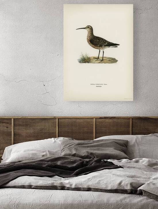 Great black-backed gull LARUS MARINUS by IStockHistory com