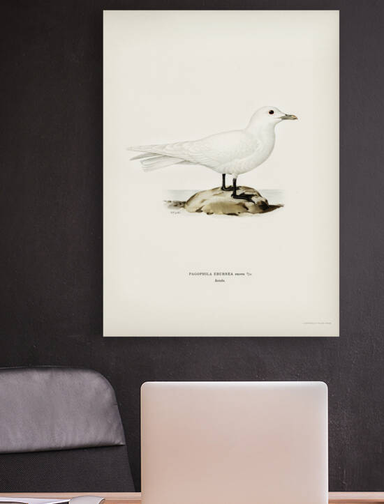 Ivory gull Pagophila eburnea by IStockHistory com