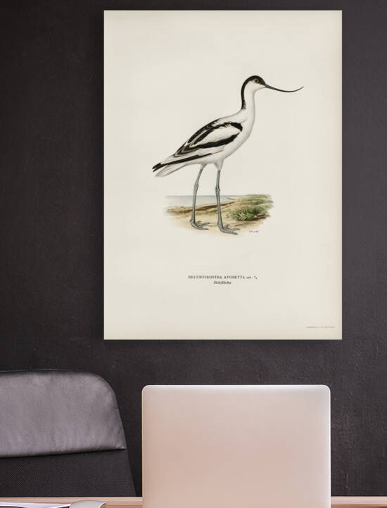 Pied avocet Recurvirostra avosetta by IStockHistory com