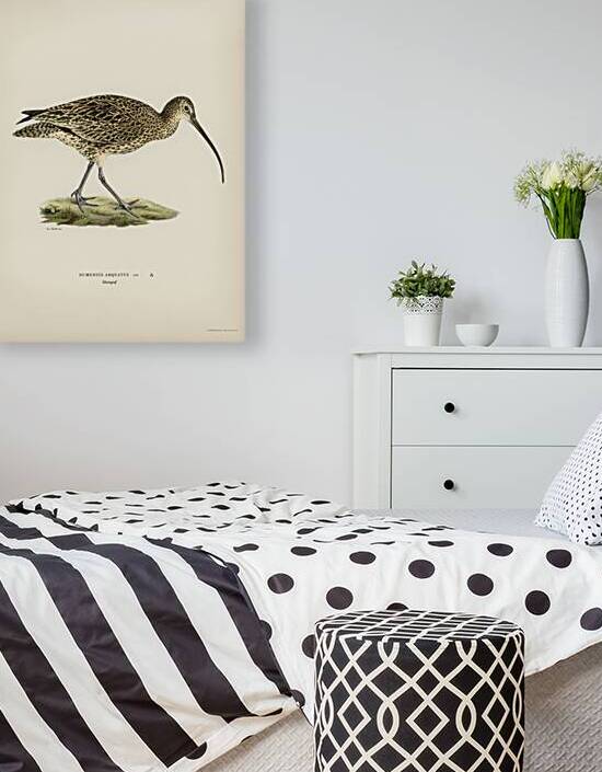 Eurasian curlew numenius arquatusf by IStockHistory com