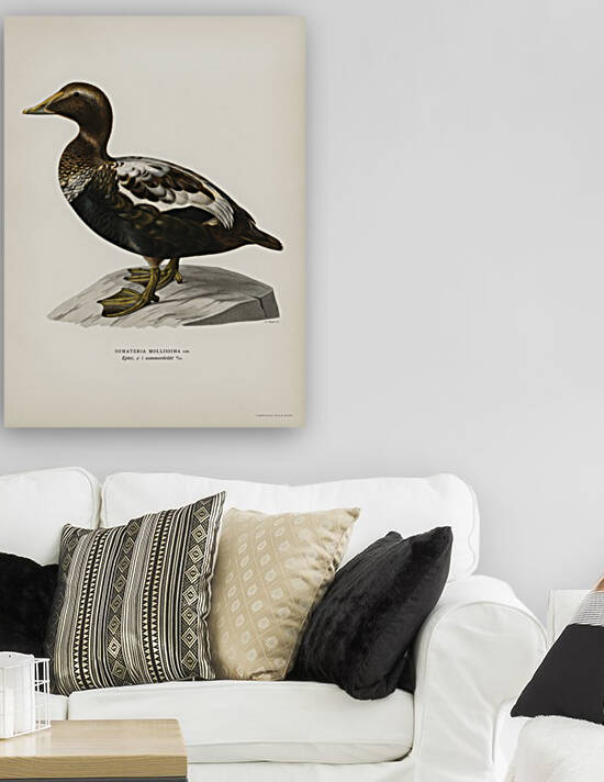 Eider CORACIAS SOMATERIA MOLLISSIMA by IStockHistory com