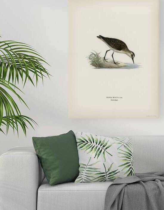 Little stint tringa minuta by IStockHistory com