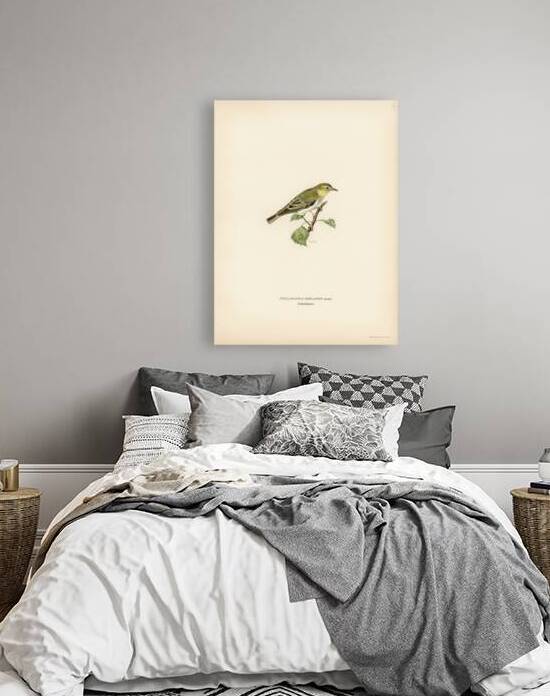 Wood Warbler Phylloscopus sibilatrix by IStockHistory com