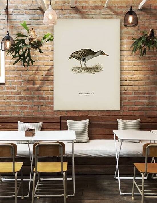 Water rail Rallus aquaticus by IStockHistory com