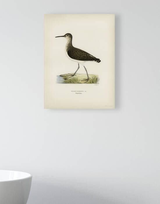 Green Sandpiper Totanus ochropus by IStockHistory com