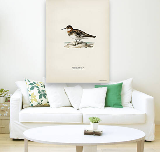 Red-necked Phalarope lobipes lobatus by IStockHistory com