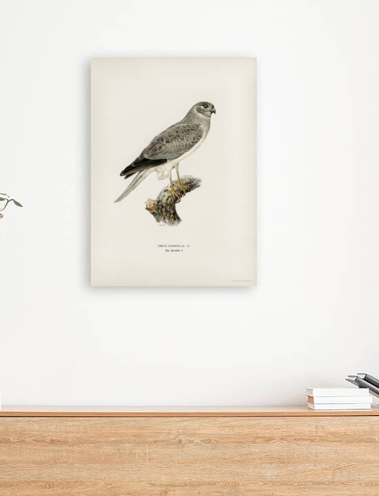 Hen Harrier male Circus cyaneus by IStockHistory com