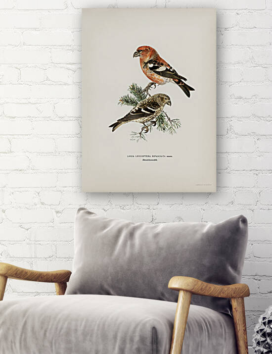 Two-barred crossbill Loxia leucoptera bifasciata by IStockHistory com