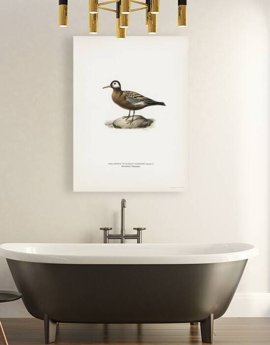 phalaropus fulicarius jourdaini by IStockHistory com