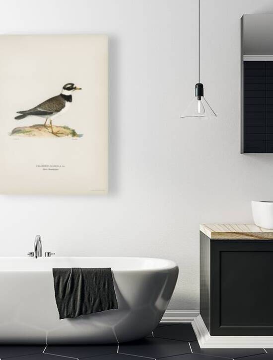 European roller CORACIAS GARRULUS by IStockHistory com