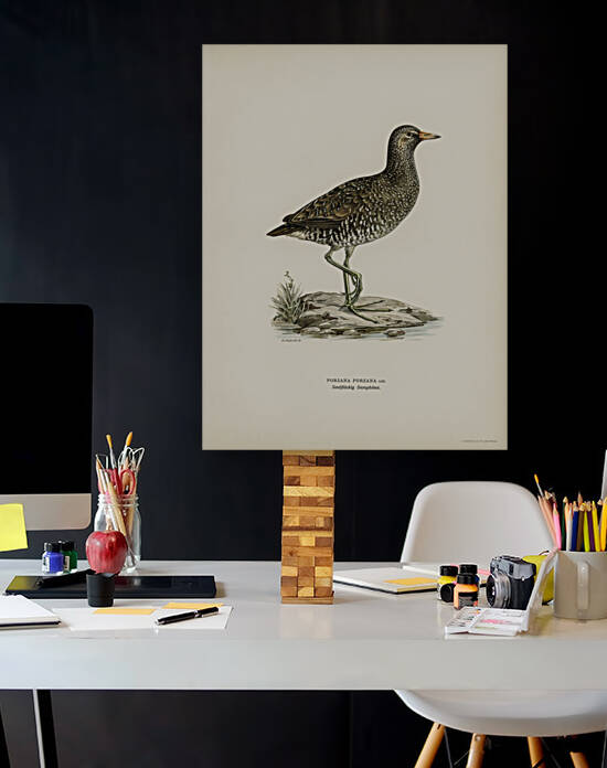 Water rail Rallus Aquaticus by IStockHistory com