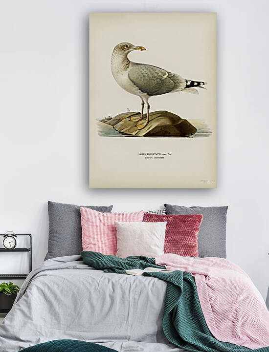 European herring gull Larus argentatus by IStockHistory com