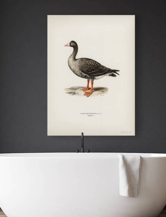 Anser erythropus ♂ by IStockHistory com