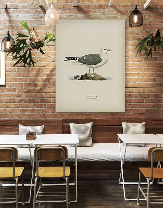 Common gull larus canu by IStockHistory com