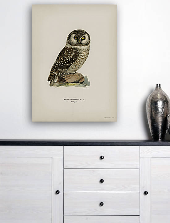 Boreal Owl Tengmalm&39s Owl Aegolius funereus by IStockHistory com