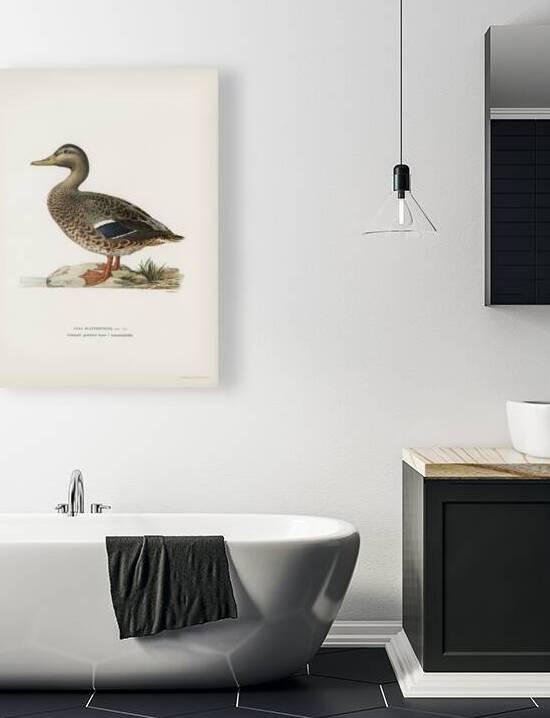 Boreal Owl Tengmalm&39s Owl Aegolius funereus by IStockHistory com