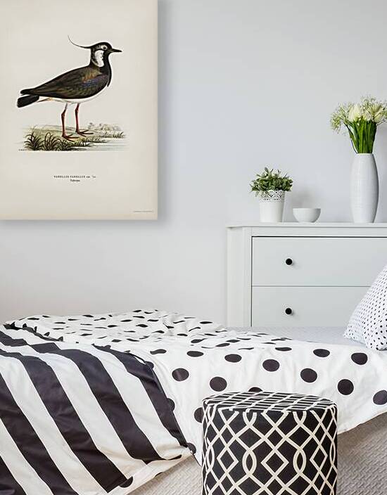 Northern labwing Vanellus vanellus by IStockHistory com