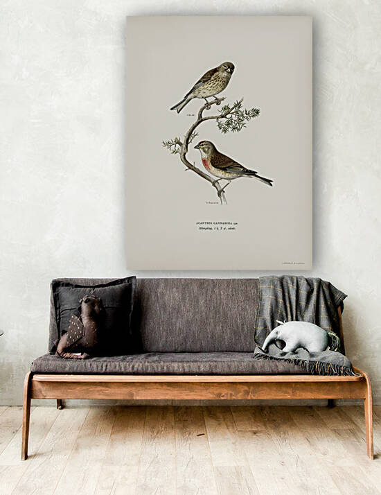 Common linnet Acanthis cannabina by IStockHistory com