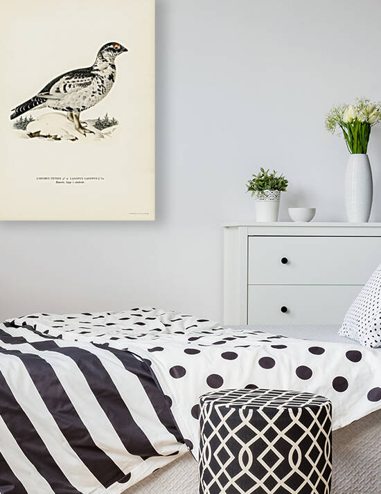 Hybrid between Black grouse and Willow ptarmigan Lyrurus tetrix ♂ x lagopus lagopus ♀ by IStockHistory com