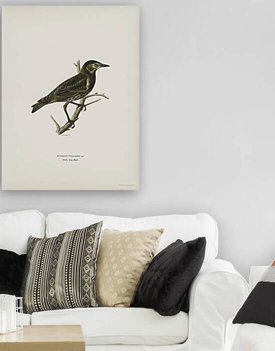 Starling Sturnus vulgaris by IStockHistory com