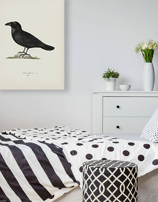 Common raven Corvus corax by IStockHistory com