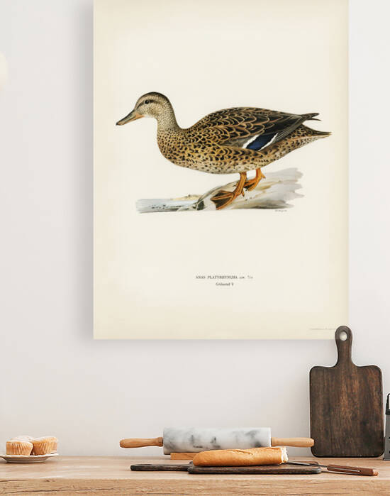 Mallard female Anas platyrhynchos by IStockHistory com