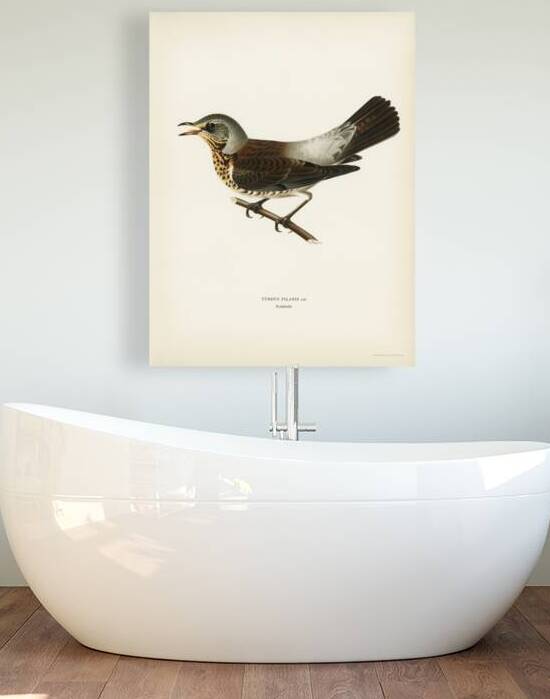 Fieldfare Turdus pilaris by IStockHistory com