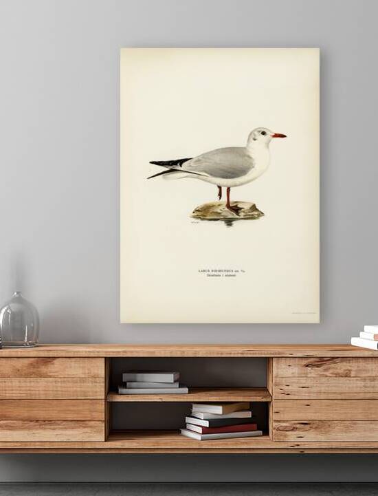 Black-headed gull Larus Ridibundus by IStockHistory com