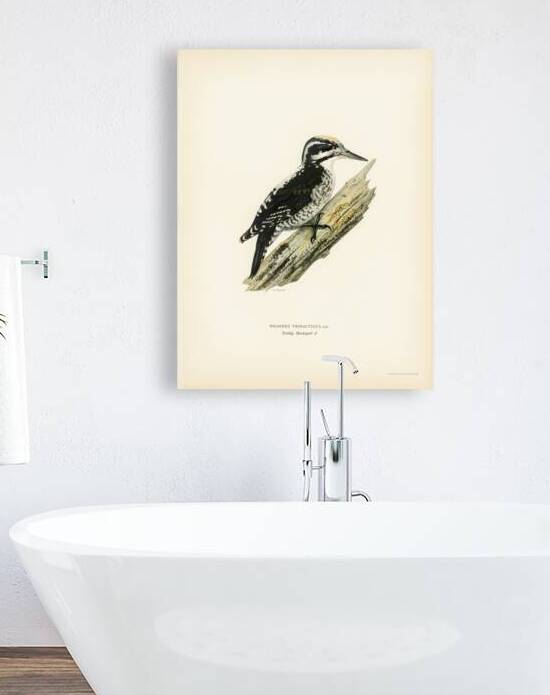 Three-toed woodpecker Picoides Tridactylu by IStockHistory com