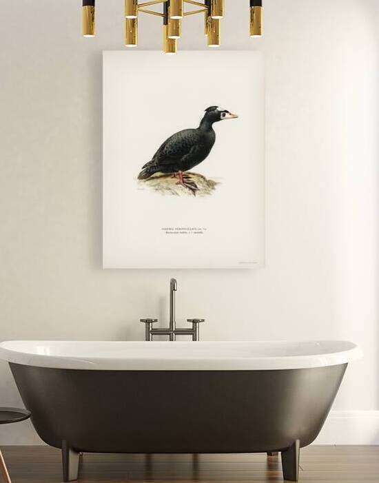 Surf Scoter male Oidemia perspicillata by IStockHistory com