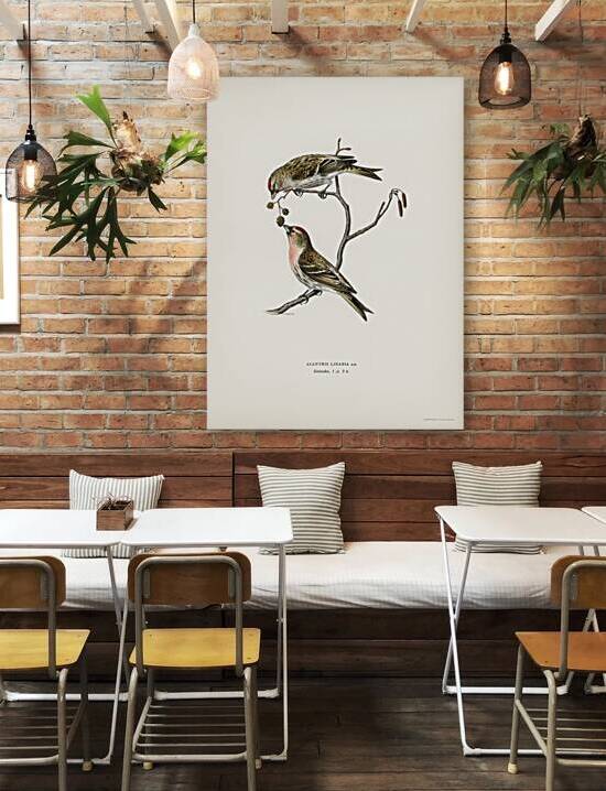 common linnet Acanthis linaria by IStockHistory com