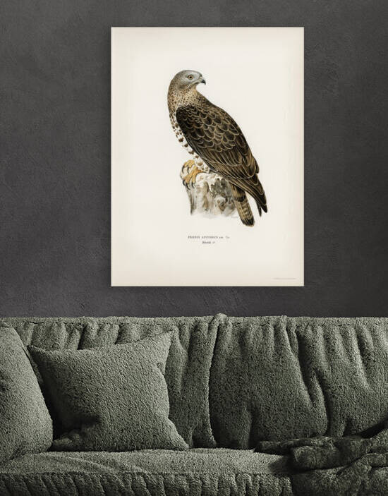 European Honey-buzzar male Pernis apivorus  by IStockHistory com