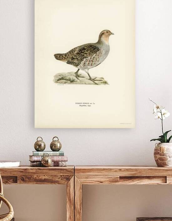 Grey partridge Perdix perdix by IStockHistory com