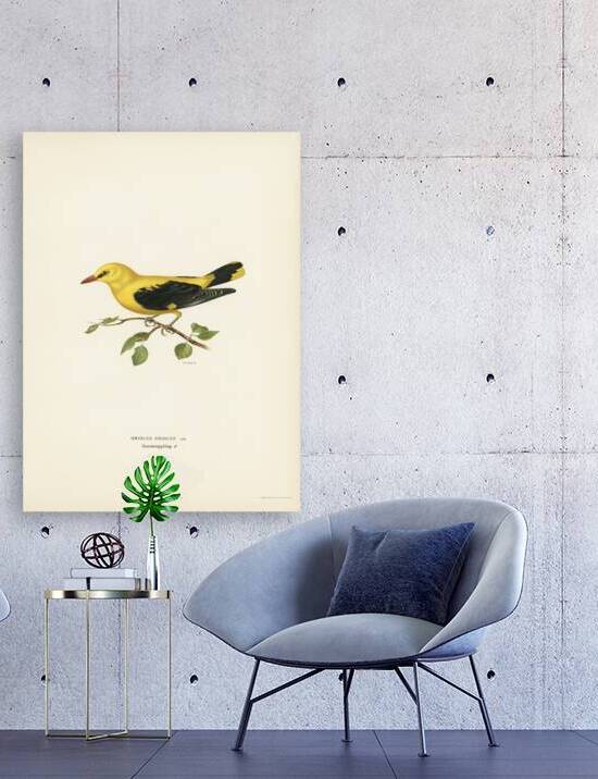 Eurasian golden oriole male Oriolus oriolus bird by IStockHistory com