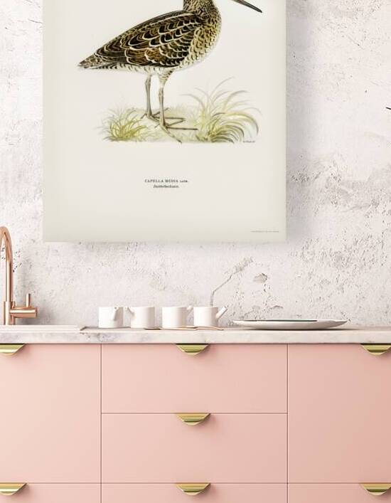 Great snipe Capella media by IStockHistory com