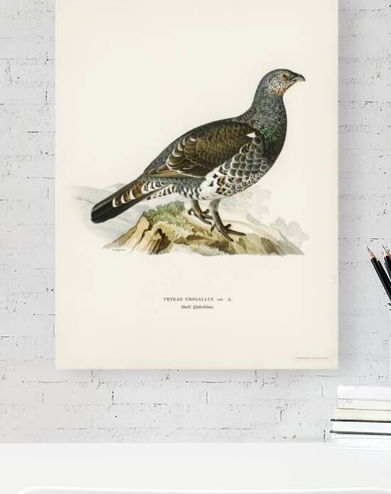 Tetrao Urogallus by IStockHistory com