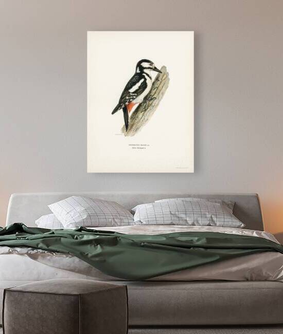 Great spotted woodpecker-female ♀ Dryobates major by IStockHistory com