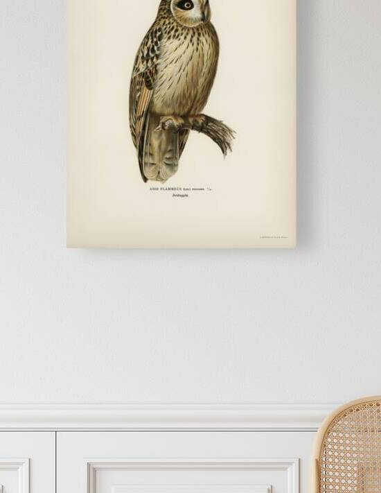 Short-eared Owl Asio flammeus by IStockHistory com