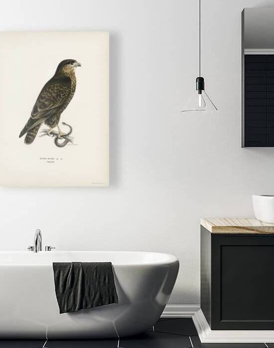 Common Buzzard BUTEO BUTEO by IStockHistory com